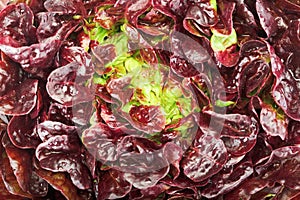 Red cabbage lettuce photo