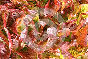 Red cabbage lettuce head