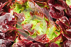Red cabbage lettuce head background