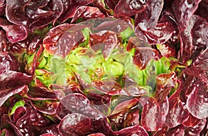 Red cabbage lettuce head background photo