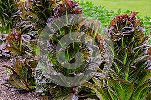 Red cabbage lettuce