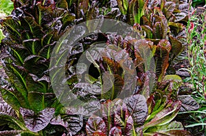 Red cabbage lettuce