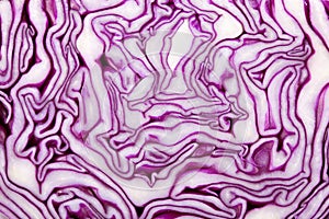 Red Cabbage macro