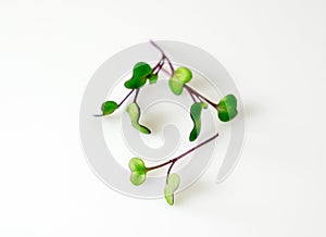 Red cabbage microgreens arranged on a white background with copy space photo