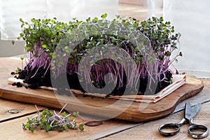 Red cabbage microgreens grown indoors in soil photo