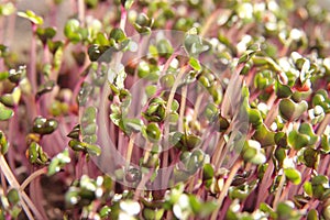 Red cabbage microgreens