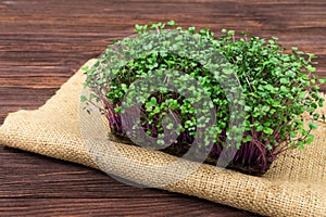 Microgreens of red cabbage grown in a container at home on a rag on a wooden table. The concept of proper vegan food.