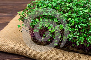 Microgreens of red cabbage grown in a container at home on a rag on a wooden table. The concept of proper vegan food.