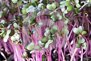 Red cabbage microgreens grown in soil photo