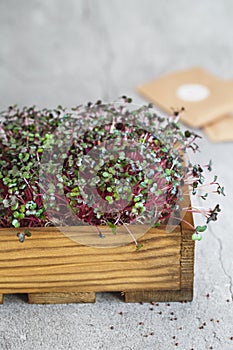 Red cabbage microgreens in the wooden box. Sprouting Microgreens. Seed Germination at home. Vegan and healthy eating concept.