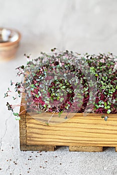 Red cabbage microgreens in the wooden box. Sprouting Microgreens. Seed Germination at home. Vegan and healthy eating concept.