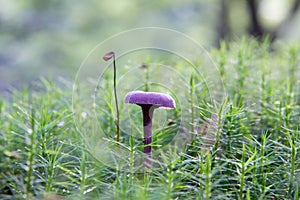 Red cabbage mushroom grows between gaffeltandmos in the autumn forest photo