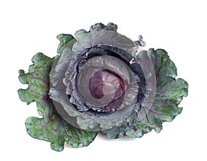 Red Cabbage over white