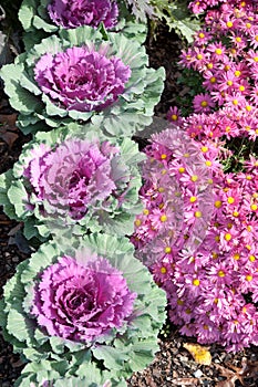 Red Cabbage and Pink Mums