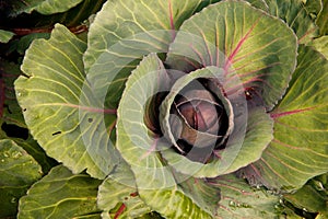 Red Cabbage Plant Growing in a Garden