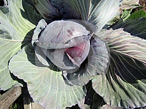Red cabbage plant close up