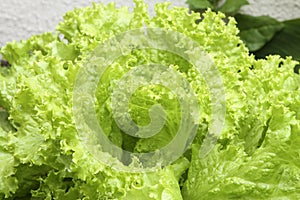 Red cabbage plantation with the left side showing