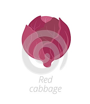 Red cabbage. Purple cabbage, red kraut, or blue kraut. Vector flat Illustration. Purple-leaved varieties of Brassica oleracea