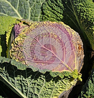 Red cabbage purple-leaved varieties of Brassica oleracea Capitata Group