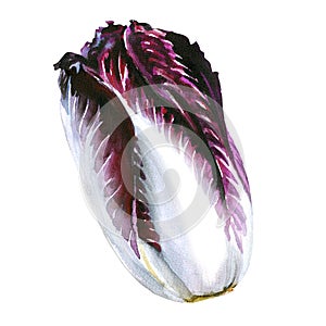 Red cabbage radicchio isolated on white