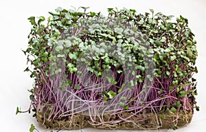 Red cabbage or radish microgreens sprouts. Seed germination at home. Vegan and healthy eating concept