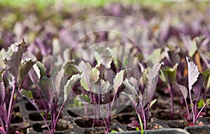 Red cabbage seedlings