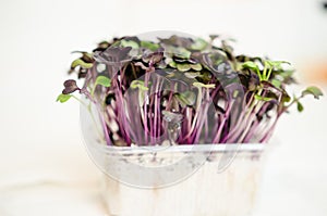 Red cabbage seedlings