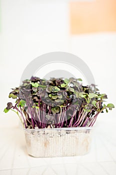 Red cabbage seedlings