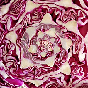 Red cabbage slice - abstract shapes