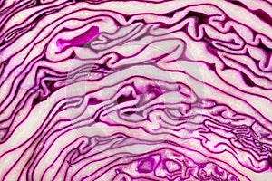 Red cabbage slice texture