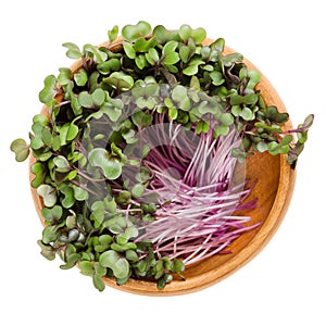 Red cabbage sprouts in wooden bowl over white