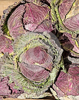 Red cabbage in sunshine