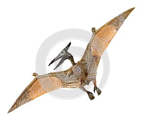 Red cabbageA small red and yellow Pterodactyl toy front and back looking to its left photo