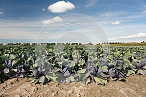 Red cabbages