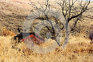 Red Cabin beside a Gnarly Tree in the Sagebrush