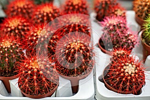 Red cacti in brown pots with blurred background. Prickly cactus. Lots of small cacti. Cactus in pot. Collection of various cactus