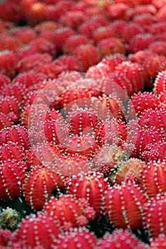 Red cactus