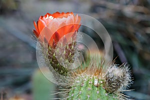 Red Cactus Flower photo