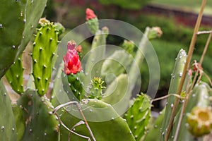 Red cactus flower