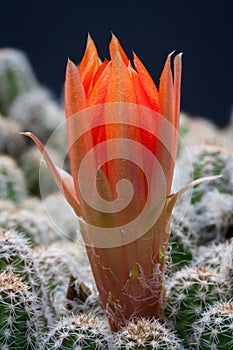 Red cactus flower macro