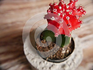 Red cactus flower plant