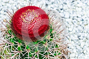 Red cactus flower on top of green cactus on rock garden