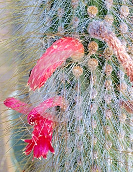 Red Cactus Flowering Plant