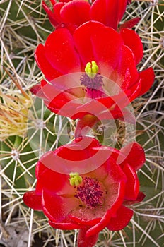 Red Cactus Flowers