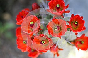 Red Cactus Flowers Bloom