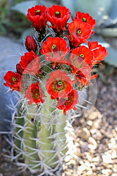 Red Cactus Flowers Blooming