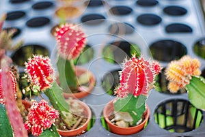 Red cactus plant close up