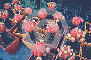 Red cactus