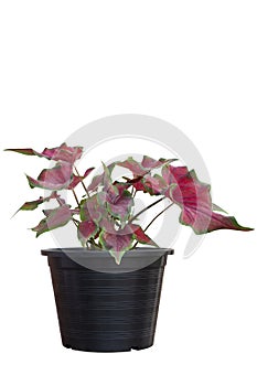 Red Caladium bicolor is queen of the leafy plants growing in black plastic pot isolated on white background.