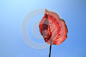 Red Caladium Bicolor Vent leaves isolated on blue sky